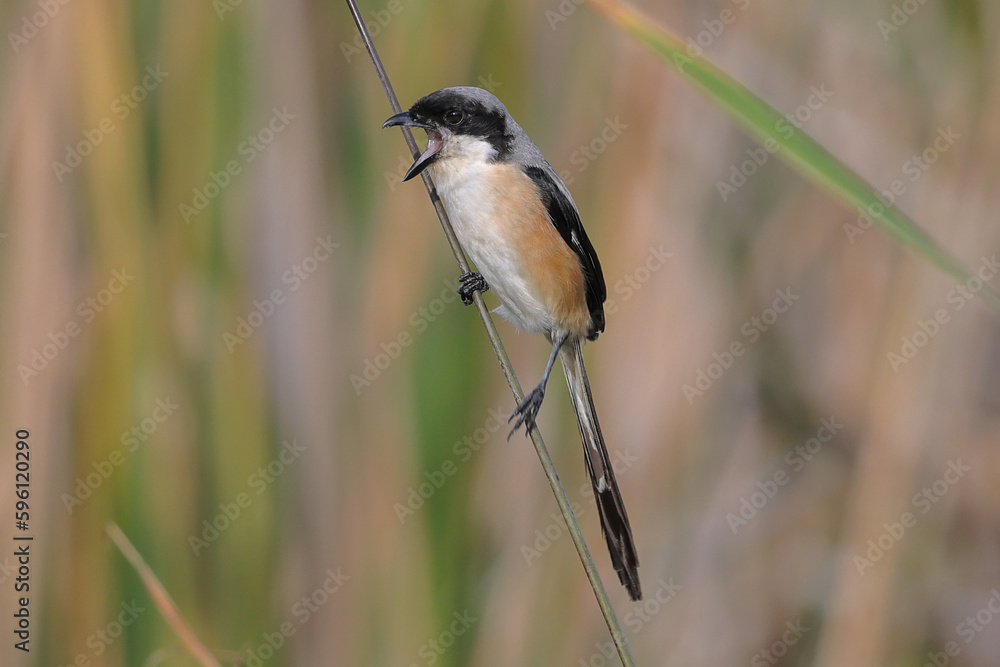 Obraz premium Long-tailed shrike.
