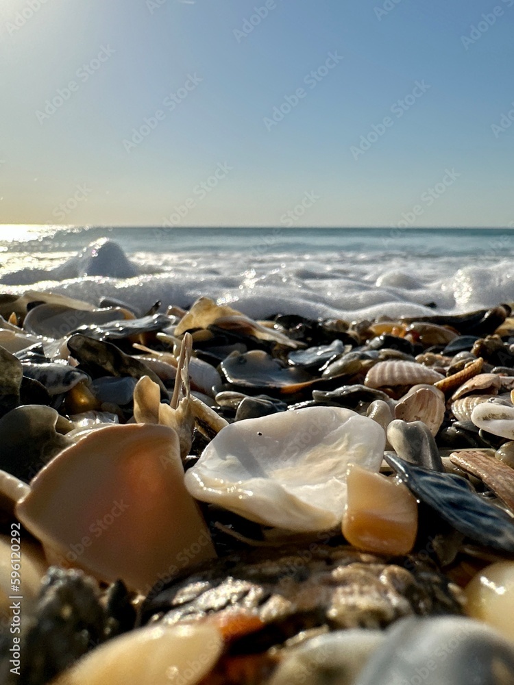 Seashells closeup next to the ocean