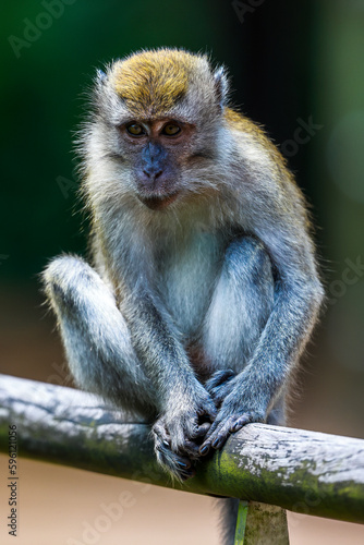 Macaque in Asia 