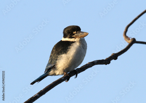 Torresian kingfisher bird sitting on a tree branch photo