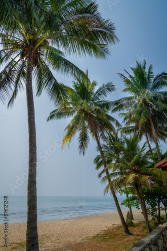 Beautiful beach and sea view with coconut trees.
