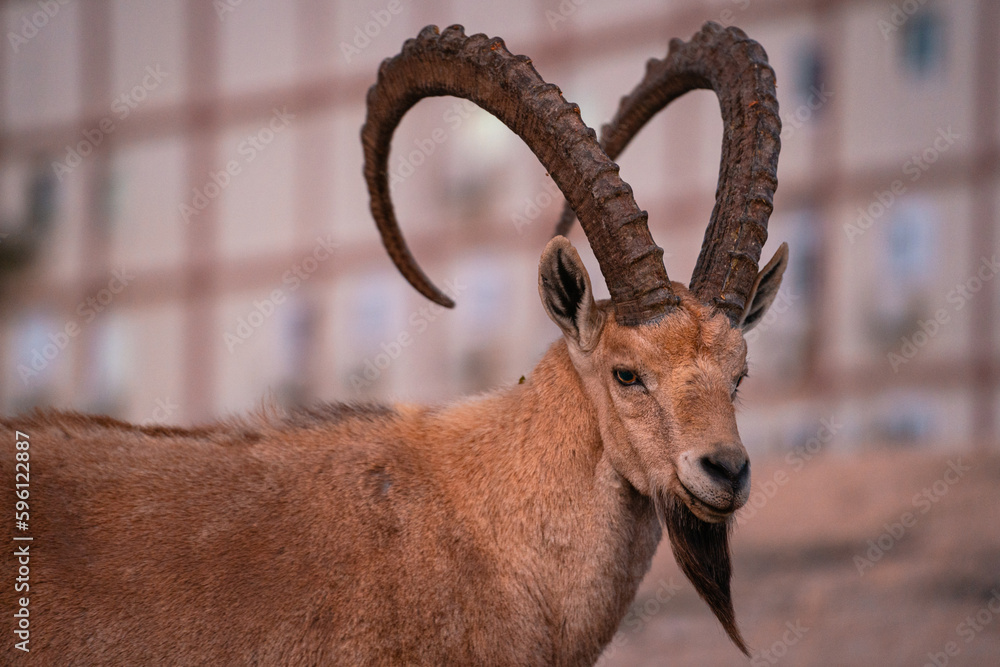Wild Ibex With Long Beard in City, Mitzpe Ramon Israel Wild Ibex With Long Beard in City, Mitzpe Ramon Israel