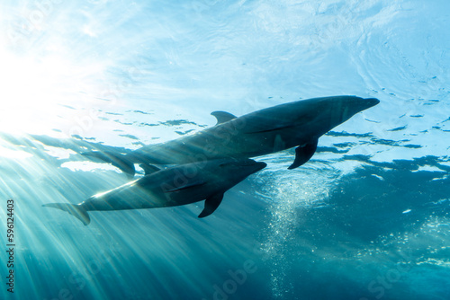 Low angle view of Dolphin swimming in large glass tank with sunlight passing through the water in Japan Aquarium. Environmental conservation and underwater mammal sea life concept.