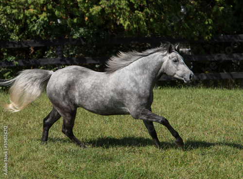 dapple grey horse free running in field purebred connemara grey in color mane and tail flying forward movement in motion in green grassy field meadow or pasture on small breeding farm in rural area 