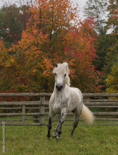 dapple grey connemara stallion free running with no tack at liberty in field with fall foliage in background vertical equine image with room for type and masthead white tail and mane flying action