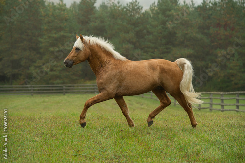 Fotografie palomino colored connemara stallion free running in field of green grass and tre