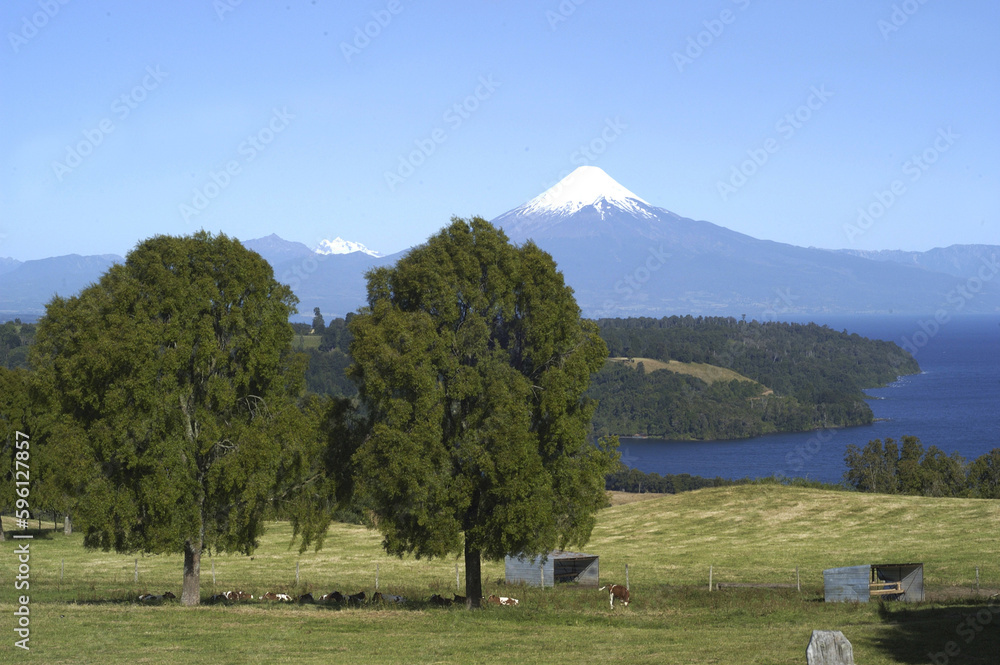 Naklejka premium trees and flowers cows in the background a volcano lake and blue sky without people chile
