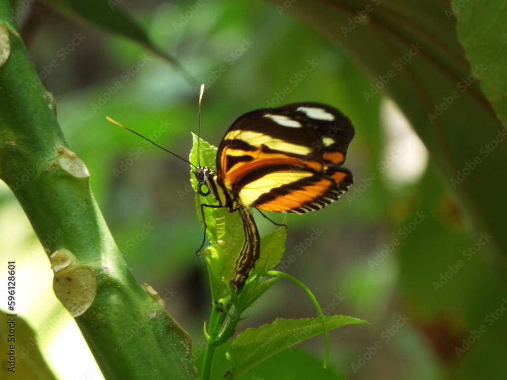 Borboleta Heliconius Borboleta Heliconius