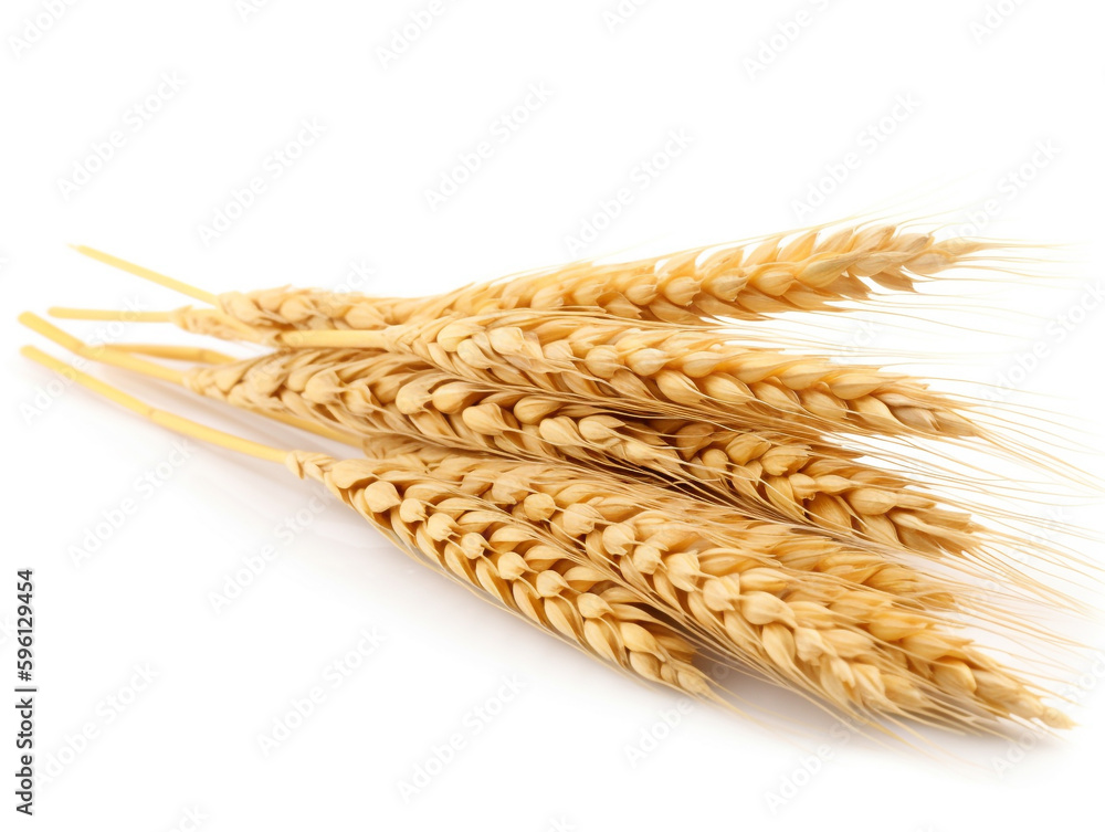wheat ears isolated on white wheat ears isolated on white