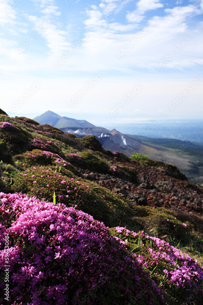 満開のミヤマキリシマが咲く韓国岳の斜面