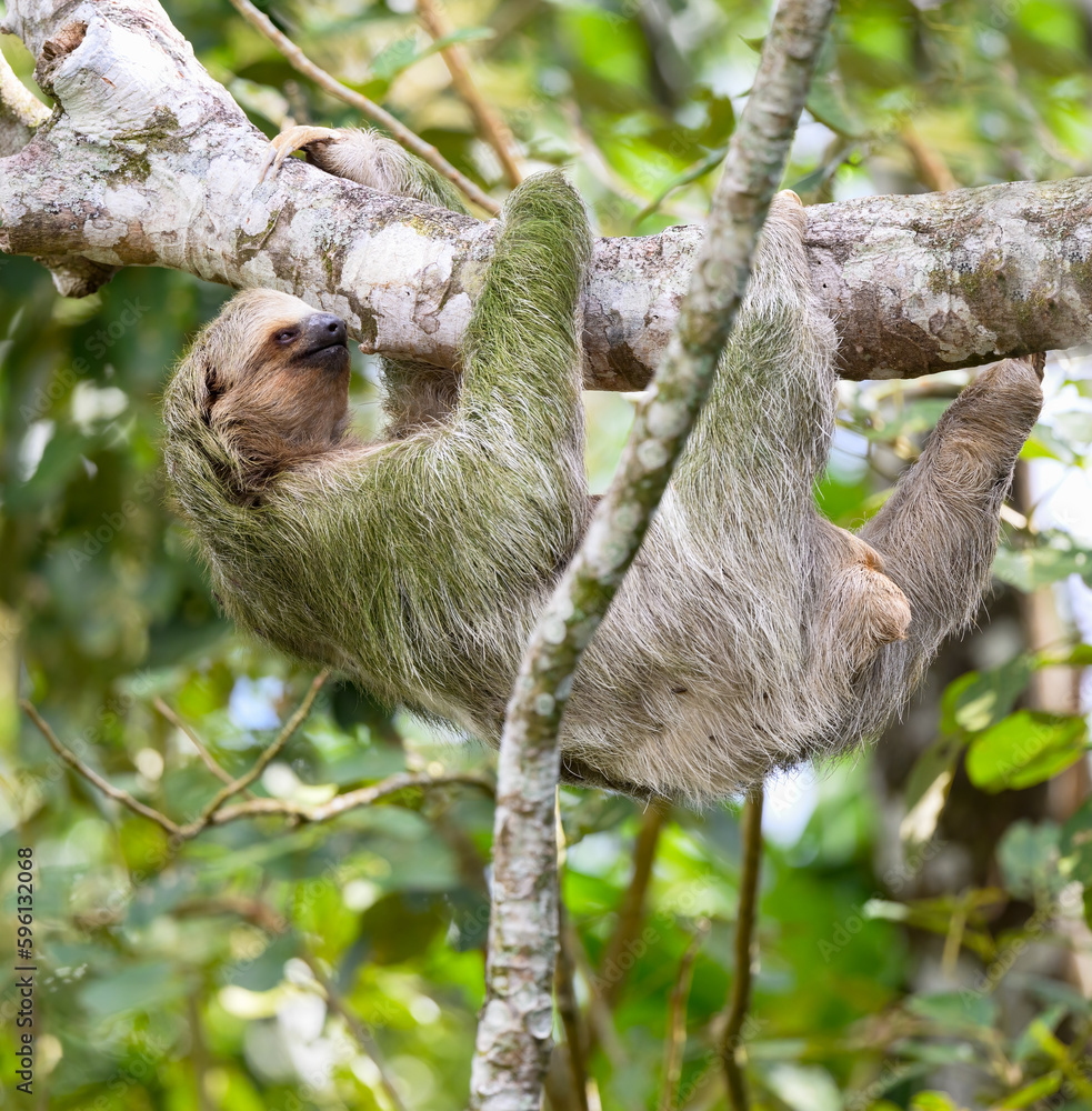 Fototapeta premium Three-toed sloth foraging in tree