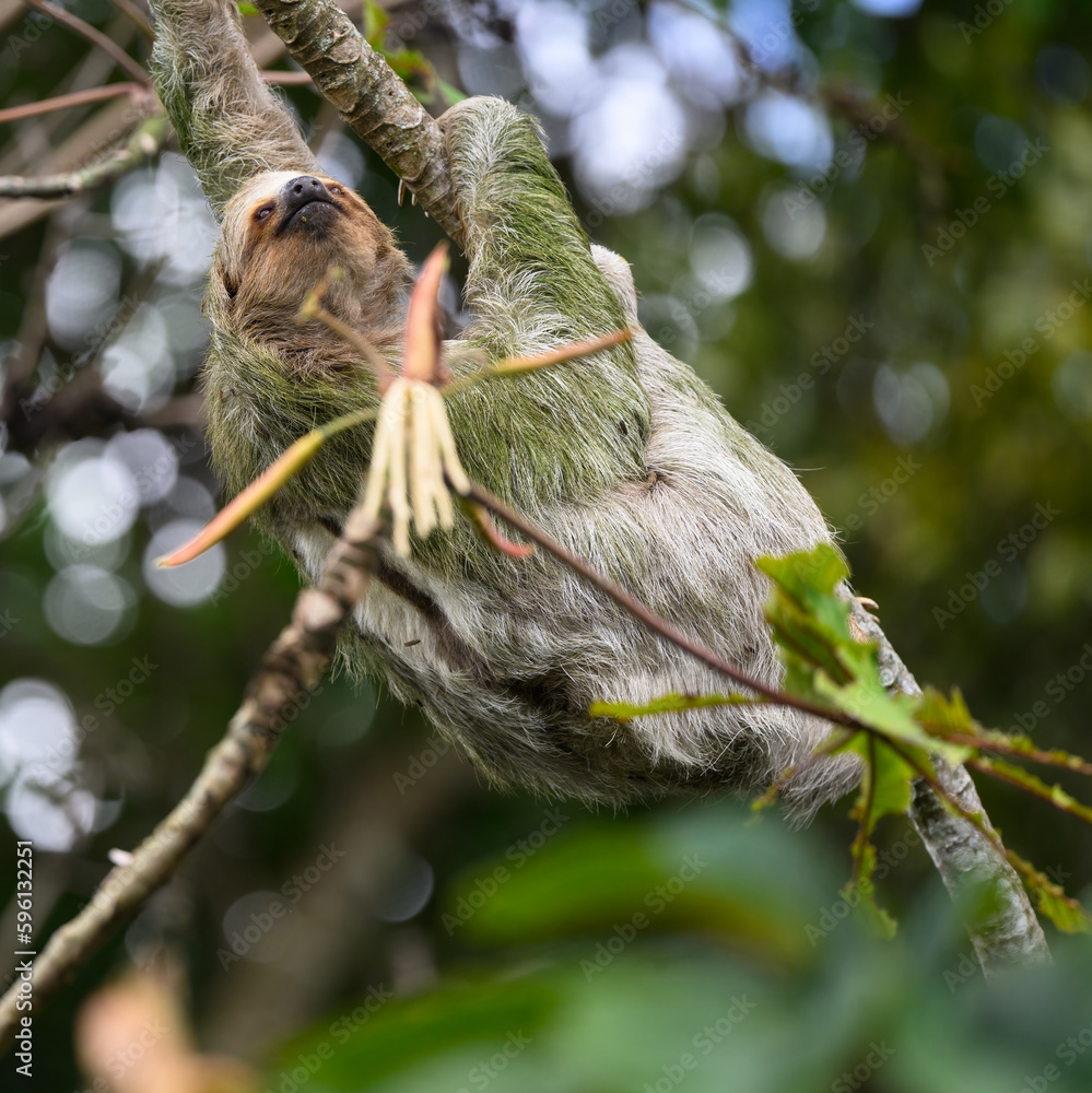 Three-toed sloth foraging in tree Three-toed sloth foraging in tree