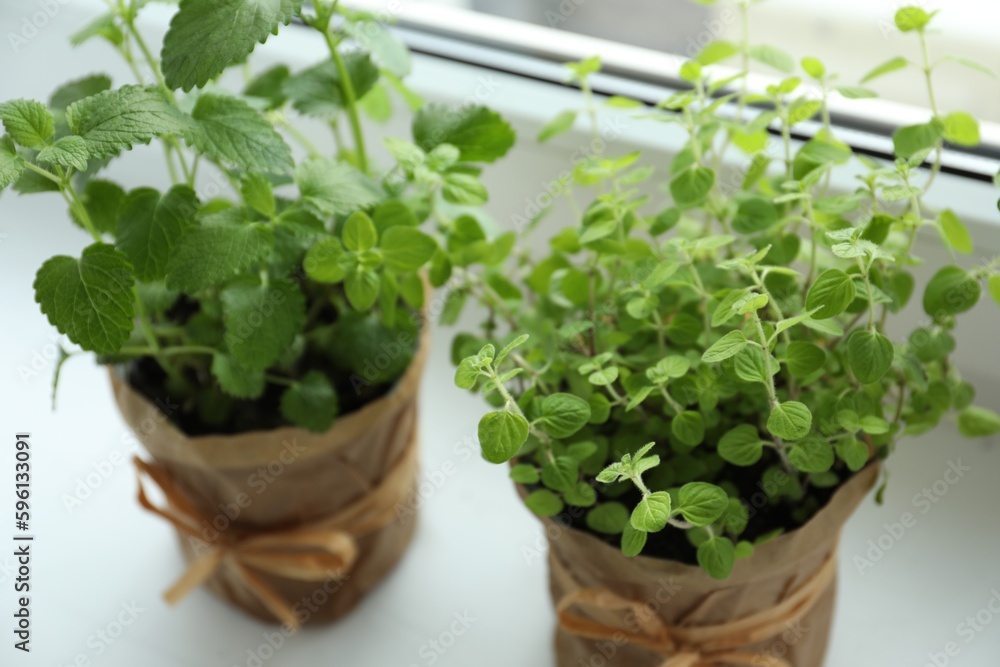 Different fresh potted herbs on windowsill indoors, closeup Different fresh potted herbs on windowsill indoors, closeup