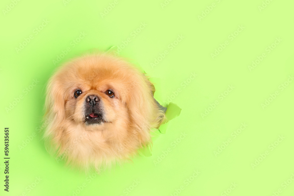 Cute fluffy dog looking out of hole in torn green paper Cute fluffy dog looking out of hole in torn green paper