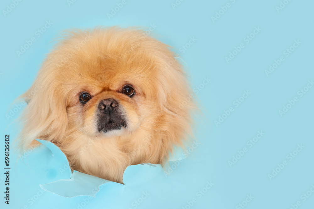 Cute fluffy dog looking out of hole in torn light blue paper Cute fluffy dog looking out of hole in torn light blue paper