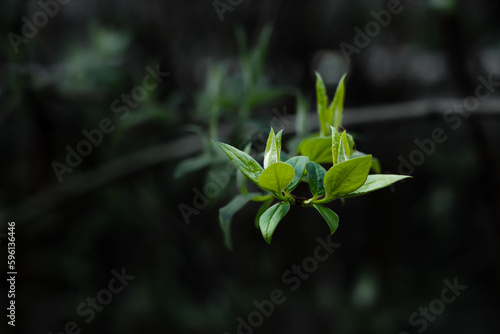 Budding Green Plant Sprouting against a dark background on a spring day