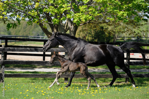 hanoverian mare and foal running in field black mare with colt or filly green grass and leaves on trees spring horizontal equine image room for type beauty mother with baby horse purebred warmblood 