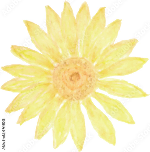 手描きの向日葵の花のイラスト