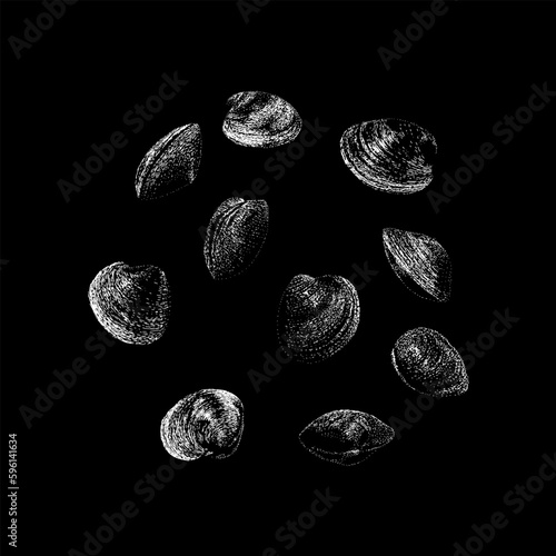 Quahog Clam hand drawing vector isolated on black background.
