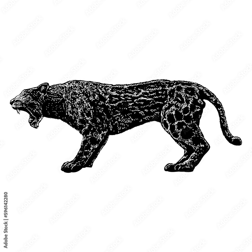 Dinofelis hand drawing vector isolated on background. Dinofelis hand drawing vector isolated on background.