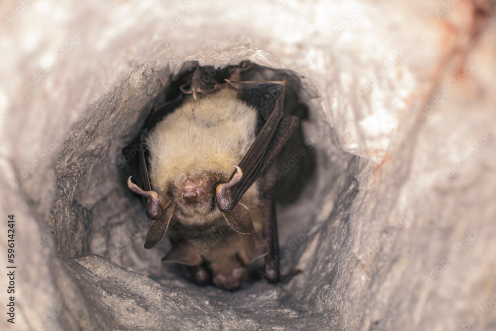 Close up group of strange animals Greater mouse-eared bats Myotis myotis hanging upside down in the hole of the cave and hibernating. Wildlife take.