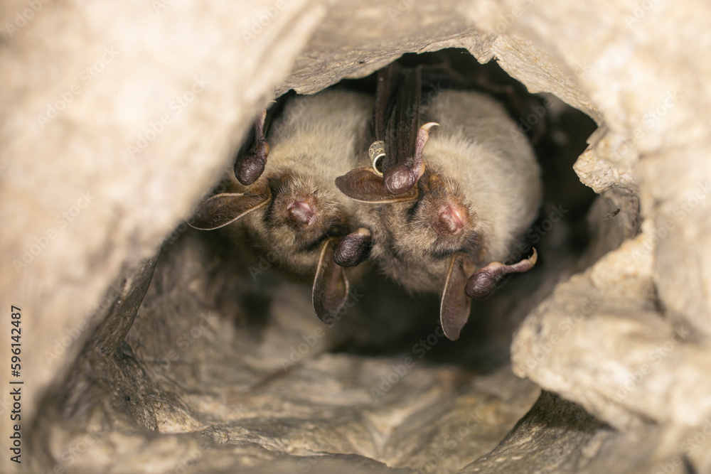 Close up two strange animals Greater mouse-eared bats Myotis myotis hanging upside down in the hole of the cave and hibernating. Wildlife photography.