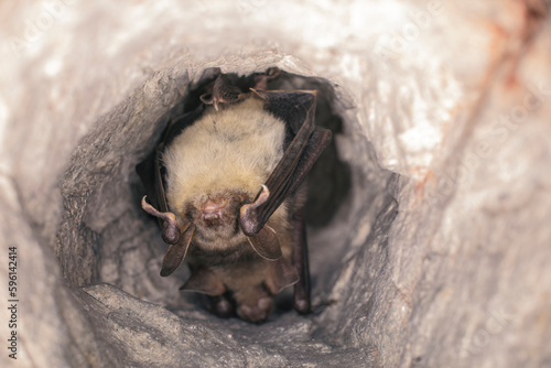 Obraz na płótnie Close up group of strange animals Greater mouse-eared bats Myotis myotis hanging upside down in the hole of the cave and hibernating. Wildlife take. w salonie