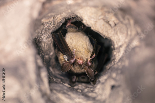 Close up strange animal Greater mouse-eared bat Myotis myotis hanging upside down in the hole of the cave and hibernating. Wildlife photography.