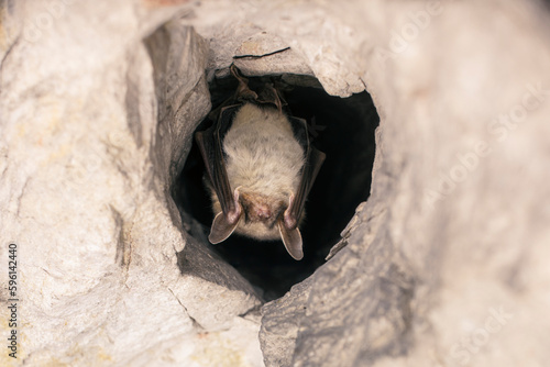 Close up strange animal Greater mouse-eared bat Myotis myotis hanging upside down in the hole of the cave and hibernating. Wildlife photography.