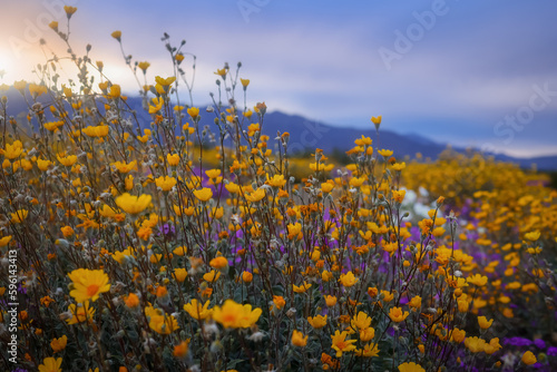 Close up view of desert wildflowers st Anza Borrego desert state park during sunset. photo