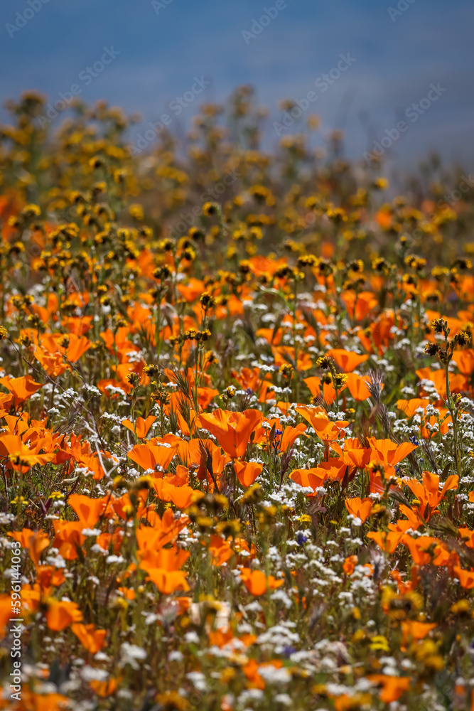Golden poppy flowers in wildflower meadow at Antelope valley, California.