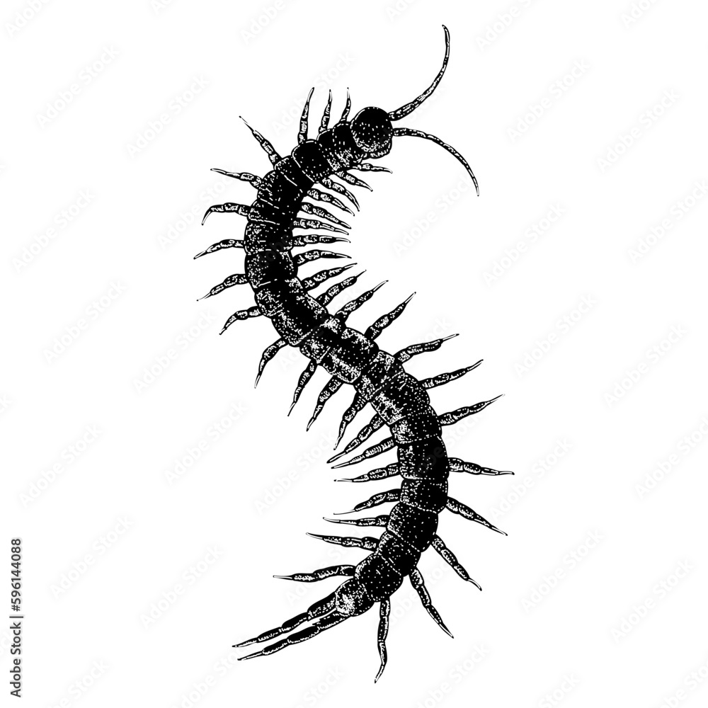 Giant Desert Centipede hand drawing vector isolated on background. Giant Desert Centipede hand drawing vector isolated on background.