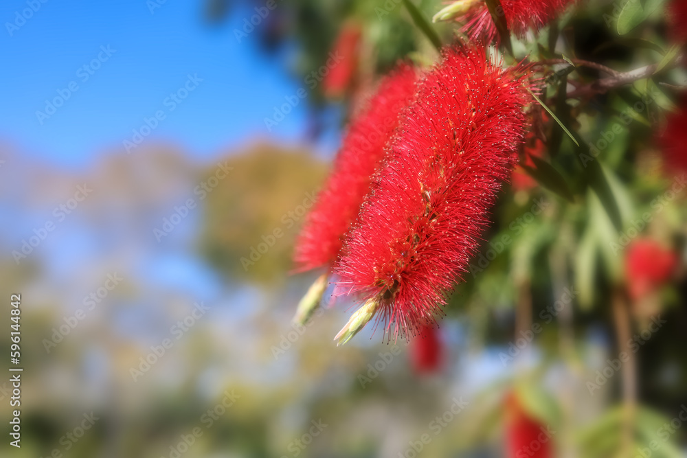 Bottle brush tree, Beautiful exotic red flowers of bottle brush tree. Callistemon, shot in Southern Califonia. Bottle brush tree, Beautiful exotic red flowers of bottle brush tree. Callistemon, shot in Southern Califonia.