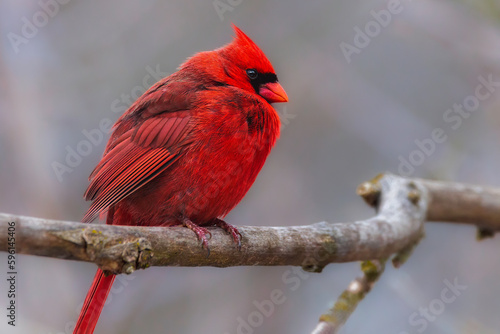 close up of male Northern Cardinal perched on a tree branch