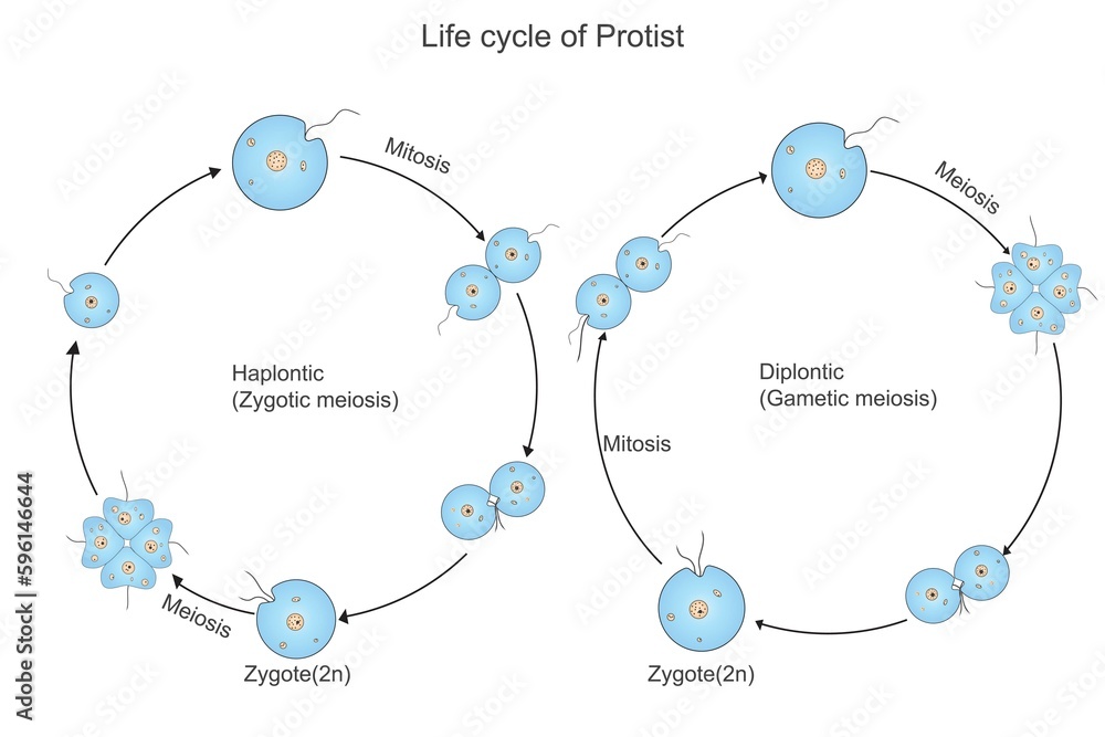 Life Cycle Of Bacteria Haplontic Diplontic Zygotic Meiosis Gametic life-cycle-of-bacteria-haplontic-diplontic-zygotic-meiosis-gametic