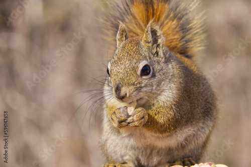 A Red Squirrel Having Nuts and Birdseed for Lunch