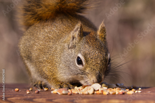 A Red Squirrel Having Nuts and Birdseed for Lunch