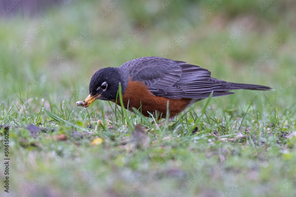 Fototapeta premium American robin in spring feeding with white grubs 