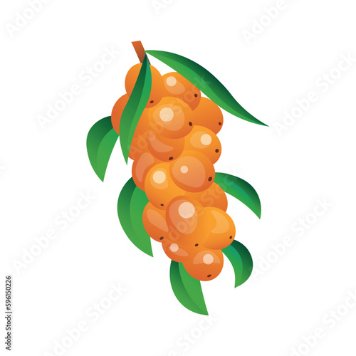 Sour sea buckthorns berries on white background