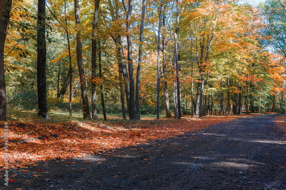Empty road lined by colorful leaves and trees in Autumn Fall