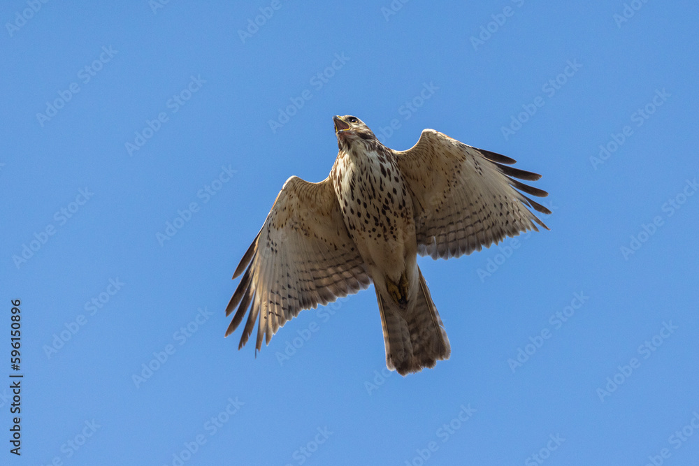 Fototapeta premium Red-shouldered hawk (Buteo lineatus) in spring