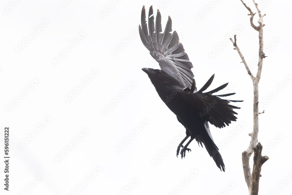 Fototapeta premium Common raven (Corvus corax) in flight