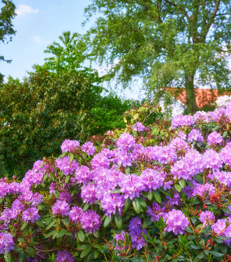 Rhododendron in my garden. A series of photos of rhododendron in garden. Rhododendron in my garden. A series of photos of rhododendron in garden.