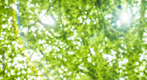 春、初夏、夏の晴天の森の木とさわやかな新緑の葉に太陽の強い日差しと木漏れ日 レンズフレアと七色のゴースト 夏休み・ゴールデンウィーク・観光・旅行・アウトドア・洗濯のイメージ背景 © tenpadasi