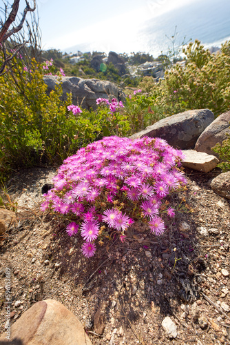 Above shot of purple drosanthemum floribundum succulent plants growing outside in their natural habitat. Nature has many species of flora and fauna. A bed of flowers in a thriving forest or woods photo