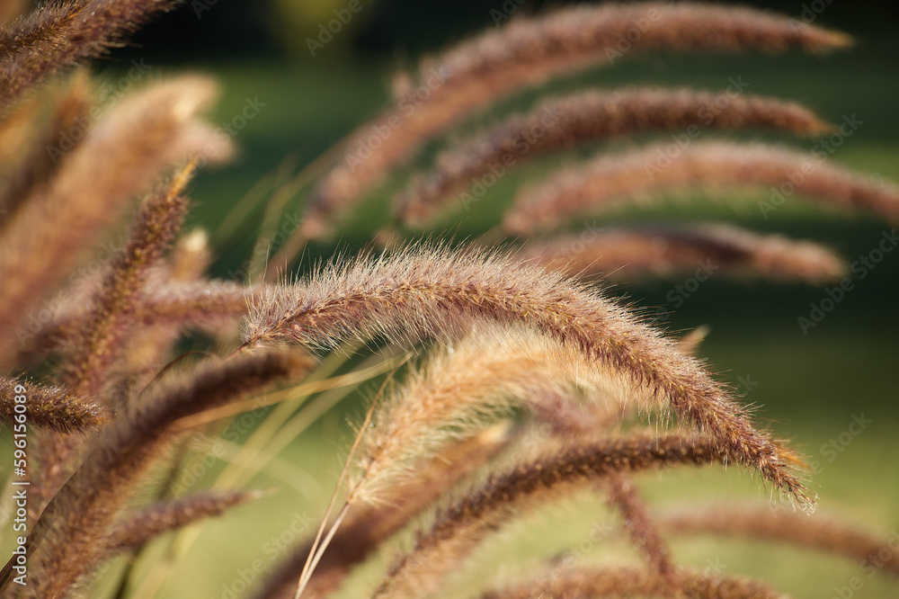 Pennisetum setaceum Pennisetum setaceum