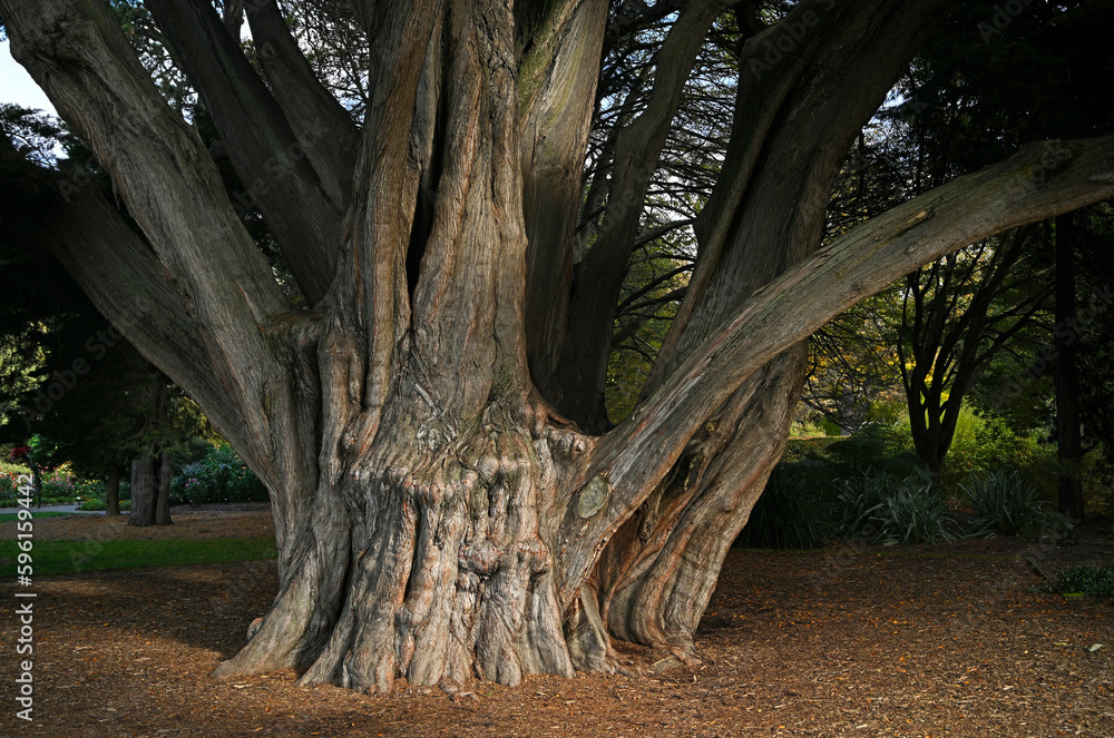 Ancient Macrocarpa Tree in the Christchurch Botanic Gardens, New Zealand