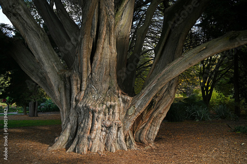 Ancient Macrocarpa Tree in the Christchurch Botanic Gardens, New Zealand
