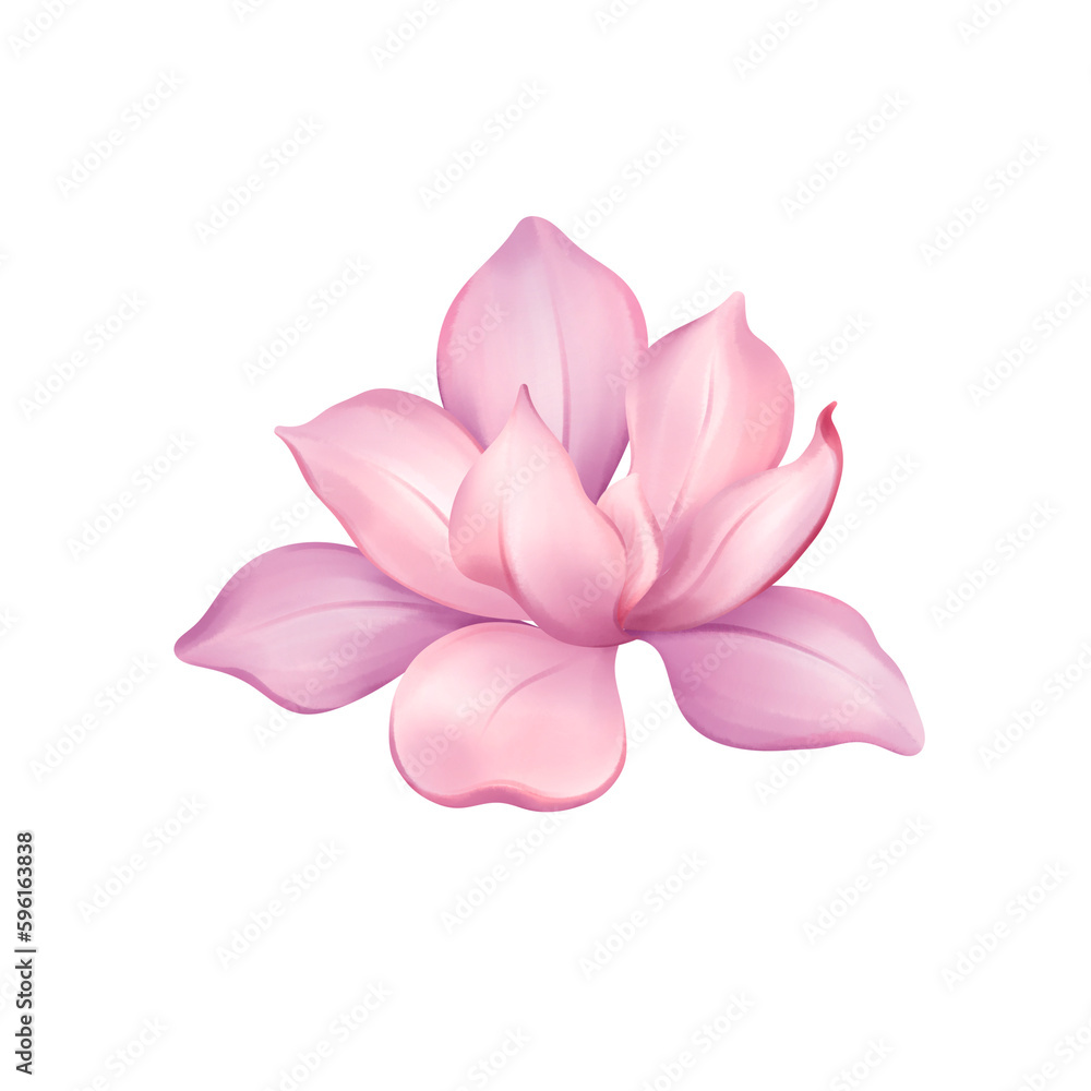 pink water lily pink water lily