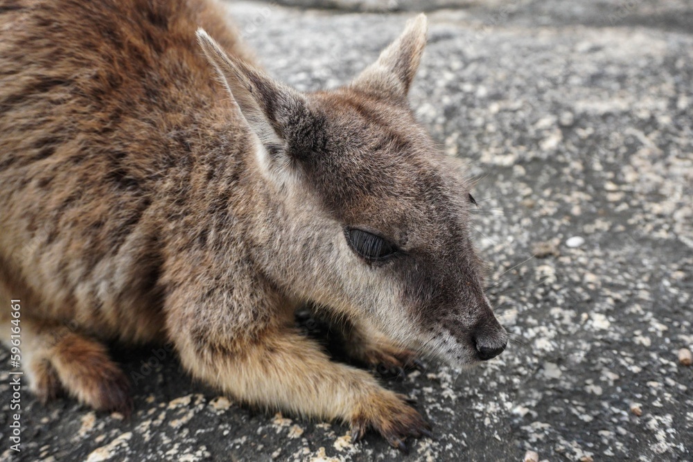 Fototapeta premium Mareeba Rock Wallaby